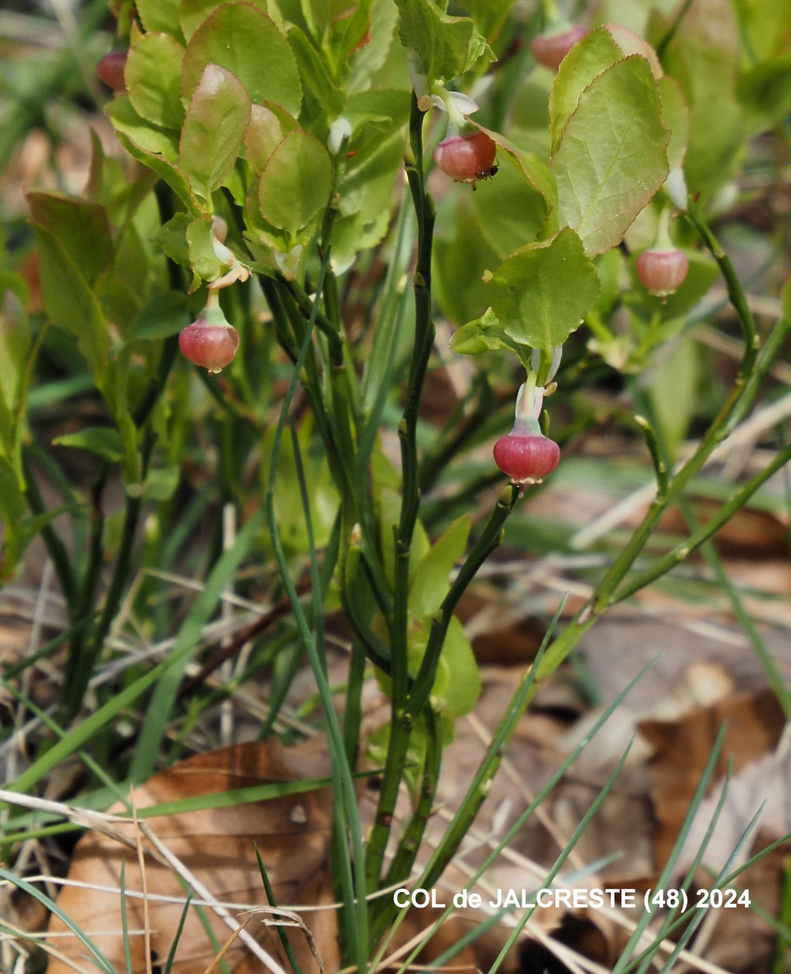 Bilberry